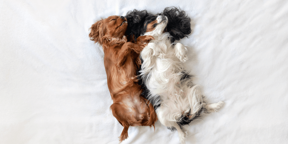 La meilleure position pour bien (s'en)dormir ? - Cellsius | L’Orthopédie au service de votre bien-être